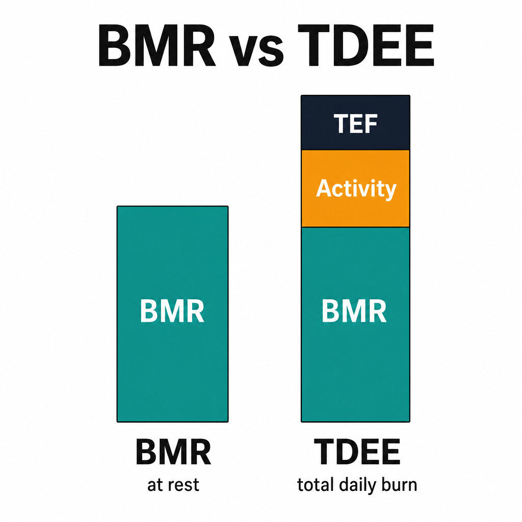 BMR vs TDEE: a side-by-side bar chart showing BMR as a single segment and TDEE as a stack of BMR plus activity plus TEF.